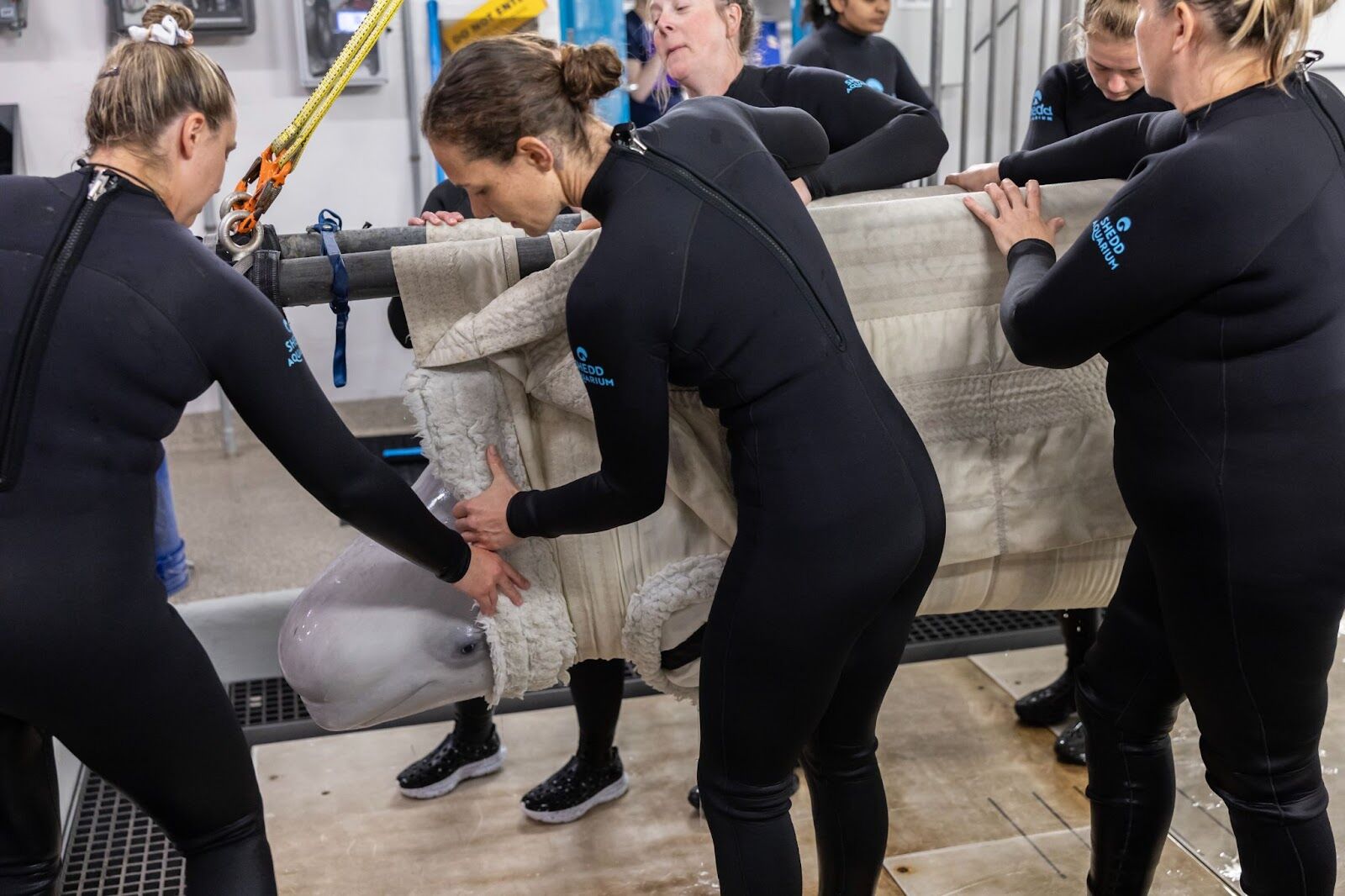 Whale, that’s a first! Shedd Aquarium makes waves with historic beluga surgery3